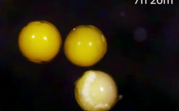 Triops longicaudatus: Ein Blick in das Ei während des Schlüpfens (Video)