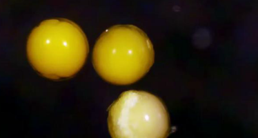 Triops longicaudatus: Ein Blick in das Ei während des Schlüpfens (Video)
